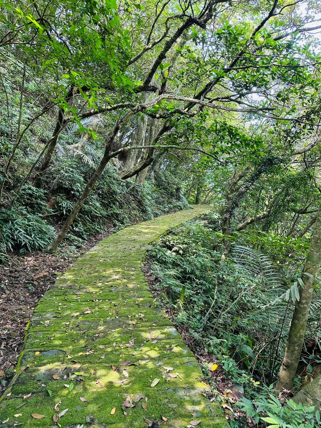抹茶秘境禁語步道,綠蔭石徑彎進林間